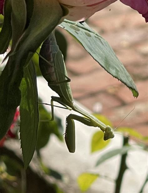 Wild mantis hunting in the rose garden (NSFW) : r/mantids